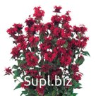 Монарда (Monarda didyma). Panorama . Red