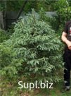 Саженцы ели сизой