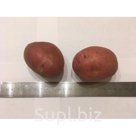 Картофель Розара
