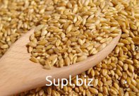 Wheat