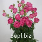 Пионовидная спрей-роза Misty Bubbles относится к серии кустовых роз Bubbles (в переводе означает «пузыри»), эти розы отличаются достаточно крупными, для кустов…