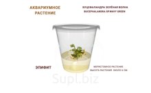 АКВАРИУМНОЕ РАСТЕНИЕ (ЭПИФИТЫ) БУЦЕФАЛАНДРА ЗЕЛЁНАЯ ВОЛНА (BUCEPHALANDRA SP.WAVY GREEN)