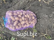 Картофель