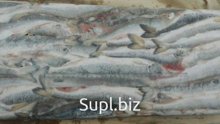Корюшка зубатка 21+
