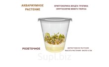 АКВАРИУМНОЕ РАСТЕНИЕ (РОЗЕТОЧНОЕ) КРИПТОКОРИНА ВЕНДТА ТРОПИКА (CRYPTOCORYNE WENDTII TROPICA)