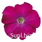 петуния (Petunia hybrida ). Celebrity . Carmine