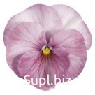 Виола (Viola wittrockiana ). Inspire. Lilac Shades