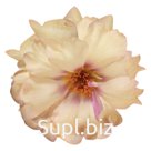 Портулак крупноцветковый (Portulaca grandiflora). Stopwatch . Cream