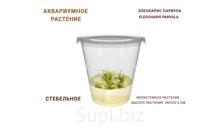 АКВАРИУМНОЕ РАСТЕНИЕ (СТЕБЕЛЬНОЕ) ЭЛЕОХАРИС ПАРВУЛА (ELEOCHARIS PARVULA)
