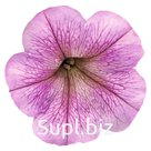 петуния (Petunia x hybrida ). SUCCESS! TR . Silver Vein