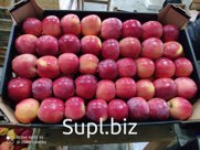 Продажа яблок оптом