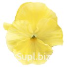 Виола (Viola wittrockiana ). Inspire® Plus . Lemon