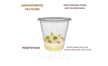 АКВАРИУМНОЕ РАСТЕНИЕ (РОЗЕТОЧНОЕ) КРИПТОКОРИНА ПАРВА (CRYPTOCORYNE PARVA)