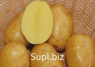 Картофель Вега