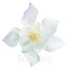 Вид: B3800E ; 
Наименование на русском: Аквилегия; 
Наименование на английском: Aquilegia hybrida ; 
Сорт: Spring Magic ; 
Цвет: White; 
Минимальная фасовка: …