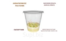 АКВАРИУМНОЕ РАСТЕНИЕ (ПАПОРТНИК) МАРСИЛИЯ КРЕНАТА (MARSILEA CRENATA)